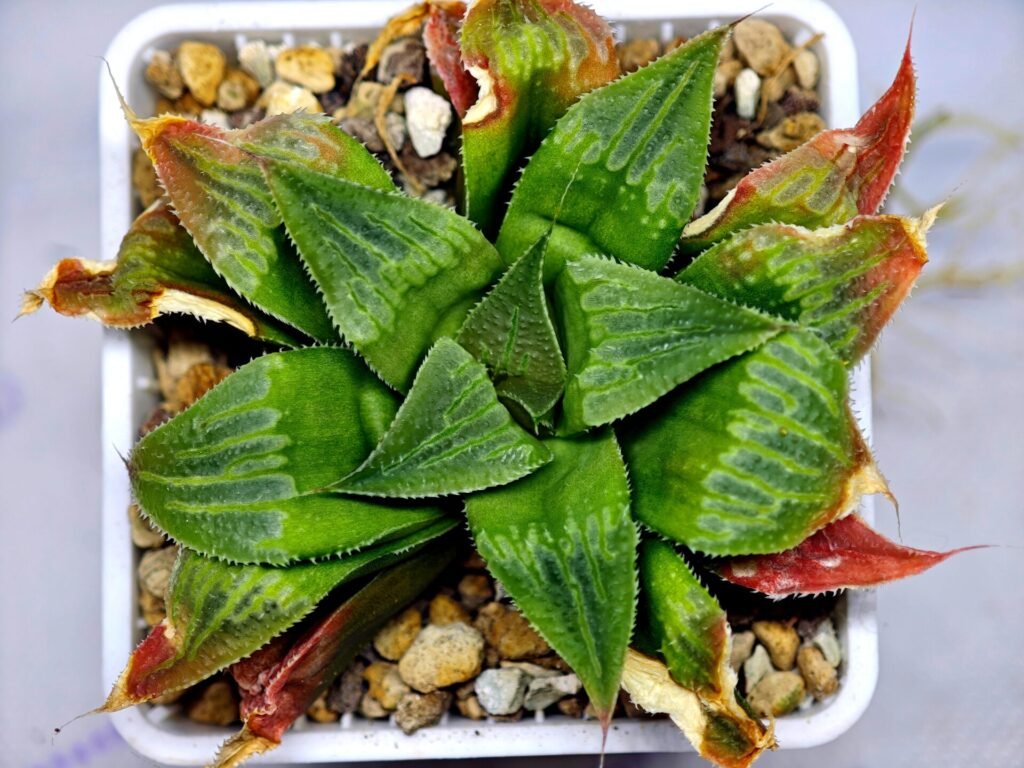 Haworthia Seedling Badia x Emelyae Major S091 - 10