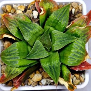 Haworthia Seedling Badia x Emelyae Major S091 - 10