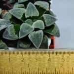 Haworthia Seedling S093 - 1