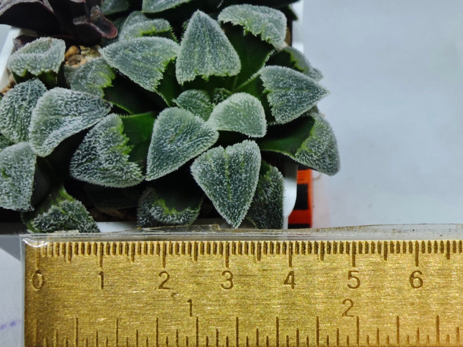 Haworthia Seedling S093 - 1