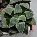 Haworthia Seedling S093 - 2