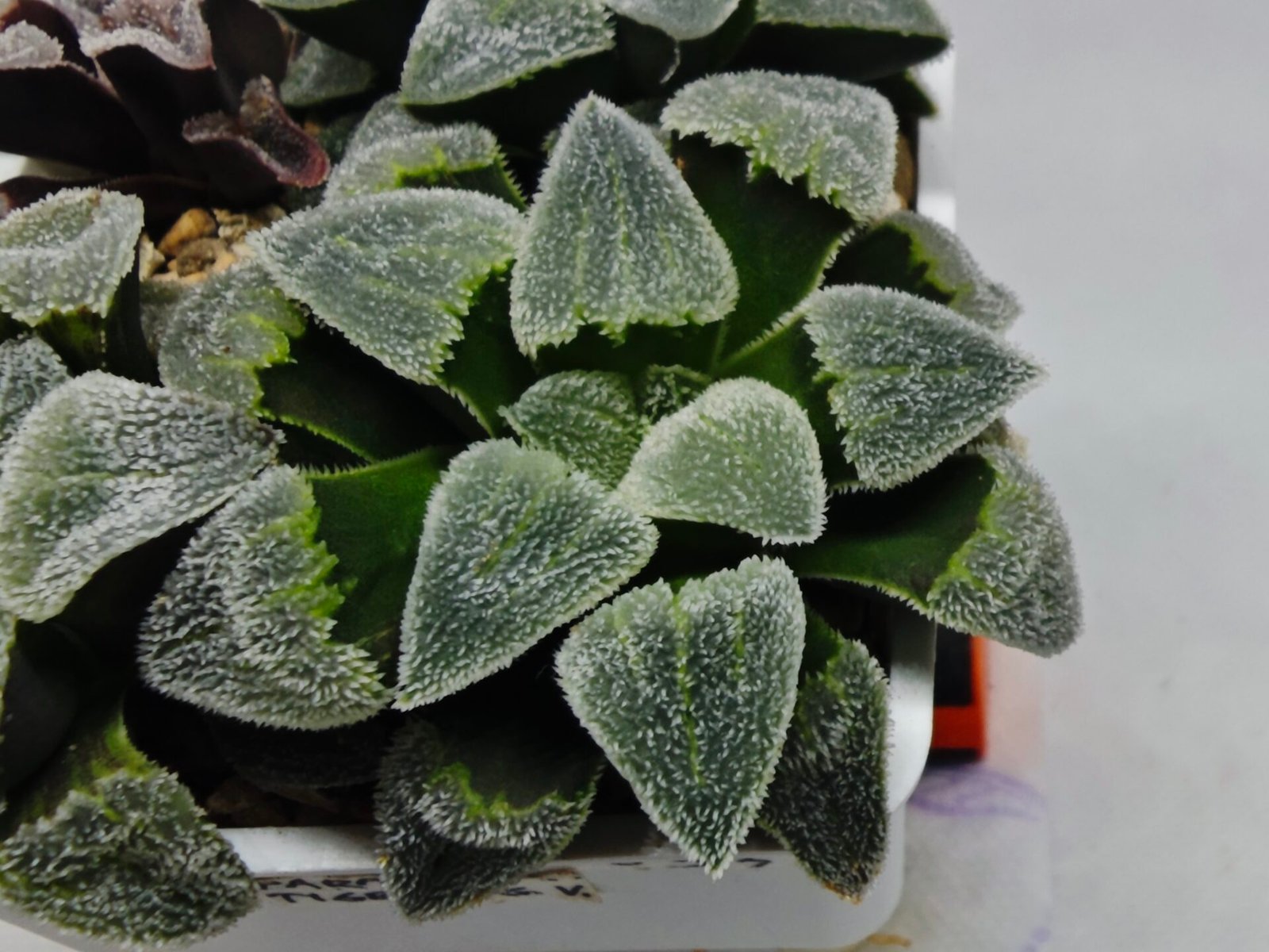 Haworthia Seedling S093 - 2