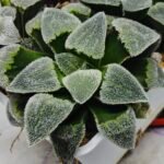 Haworthia Seedling S093 - 3