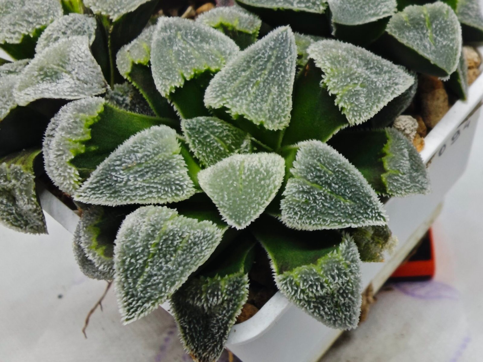 Haworthia Seedling S093 - 3