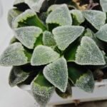 Haworthia Seedling S093 - 4