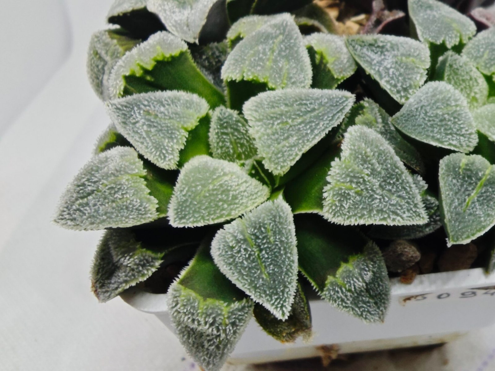 Haworthia Seedling S093 - 4