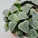 Haworthia Seedling S093 - 5