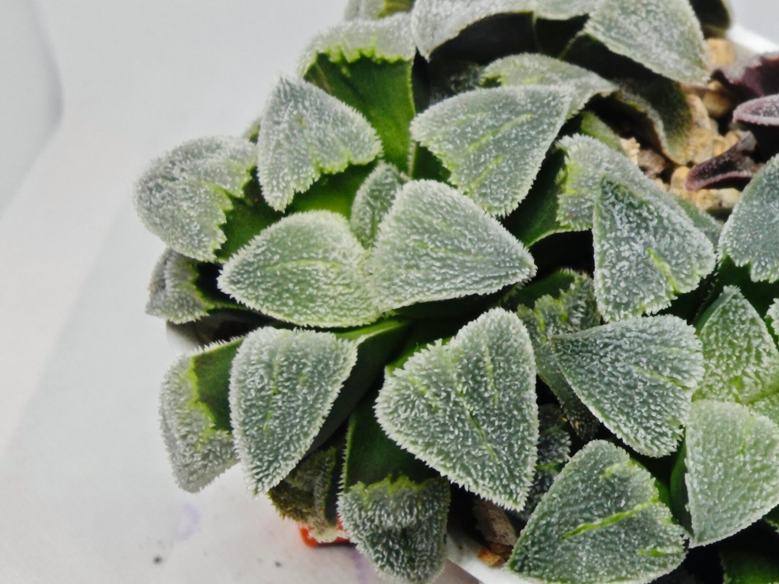 Haworthia Seedling S093 - 5