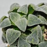 Haworthia Seedling S093 - 6