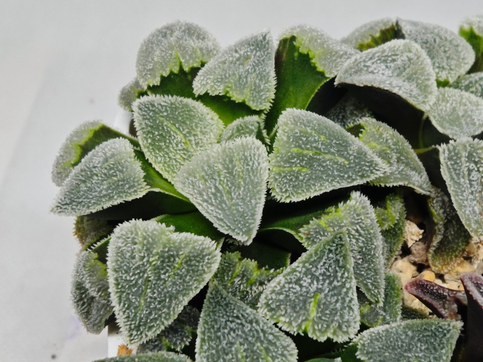 Haworthia Seedling S093 - 6