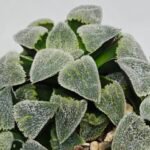 Haworthia Seedling S093 - 7