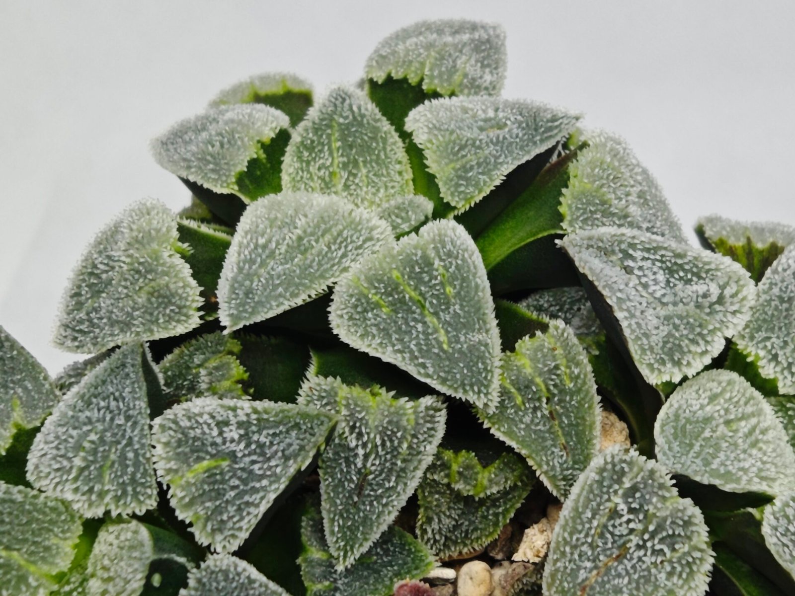 Haworthia Seedling S093 - 7