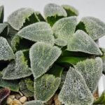Haworthia Seedling S093 - 8