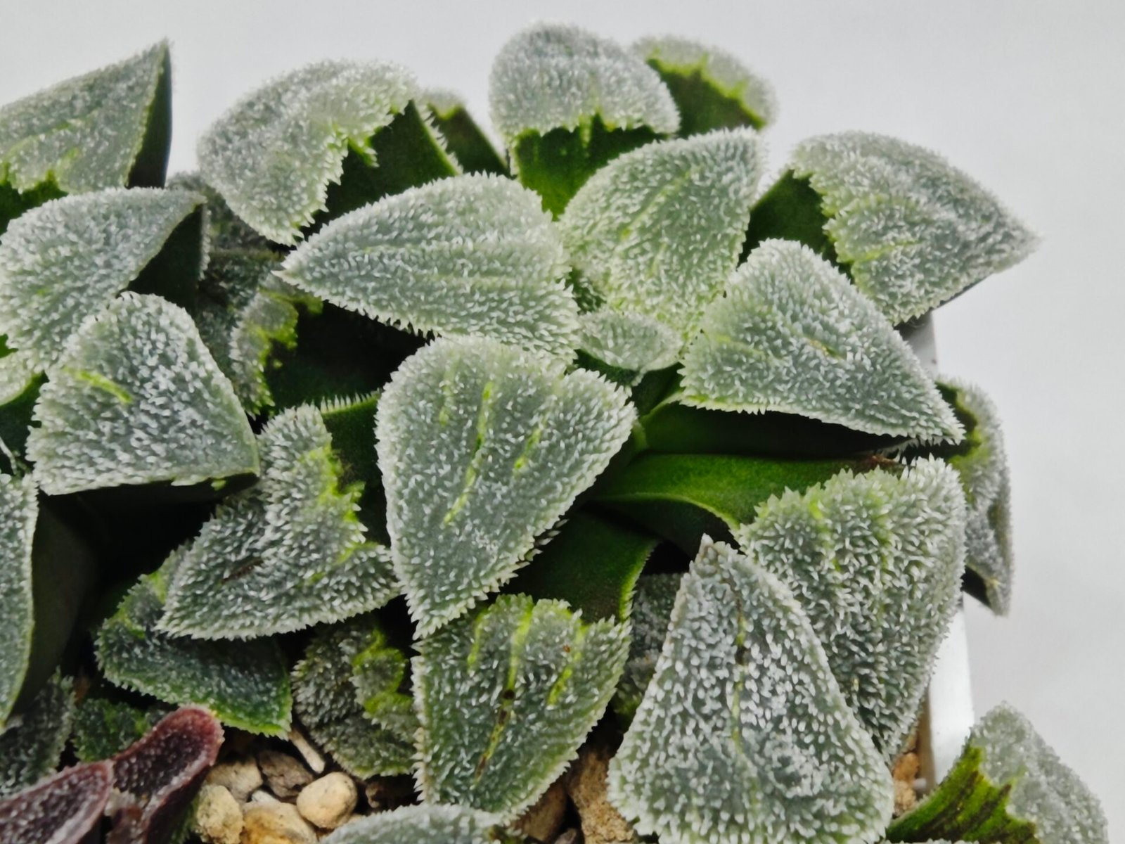 Haworthia Seedling S093 - 8