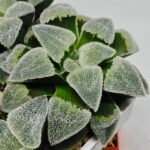 Haworthia Seedling S093 - 9