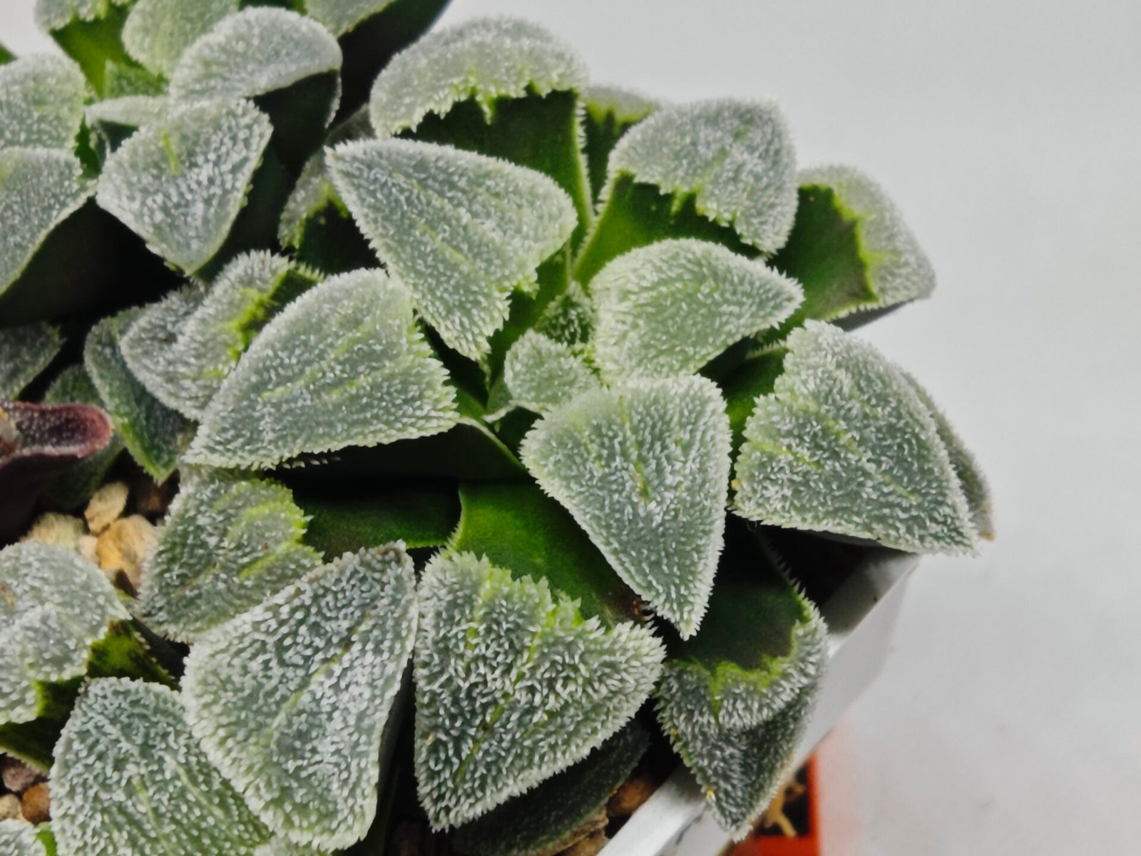 Haworthia Seedling S093 - 9