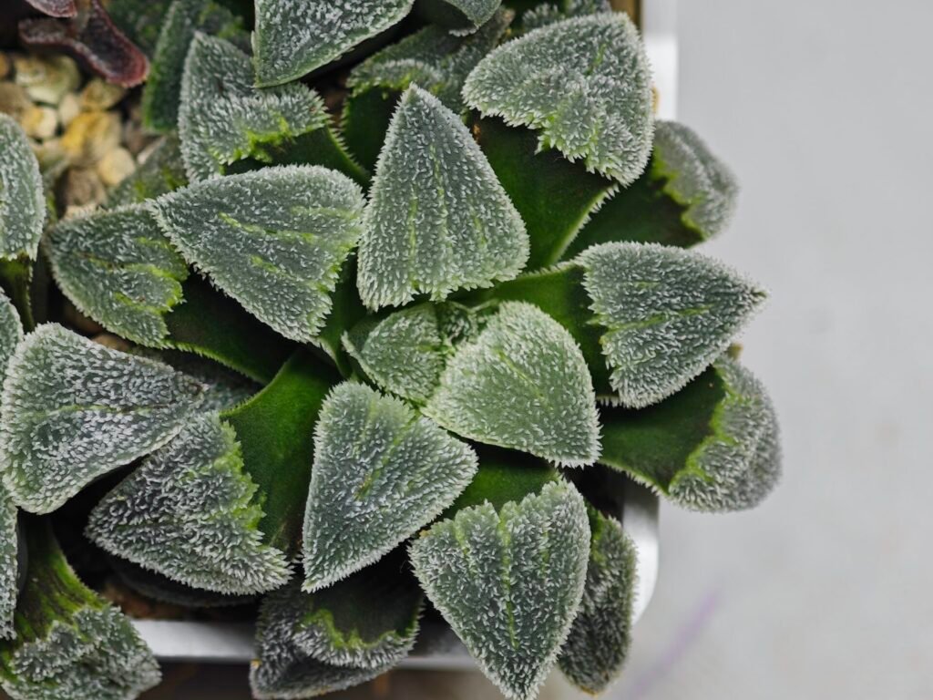 Haworthia Seedling S093 - 10