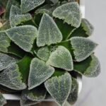 Haworthia Seedling S093 - 10