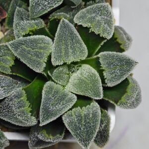 Haworthia Seedling S093 - 10
