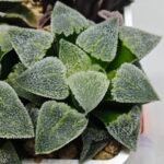 Haworthia Seedling S094 - 7