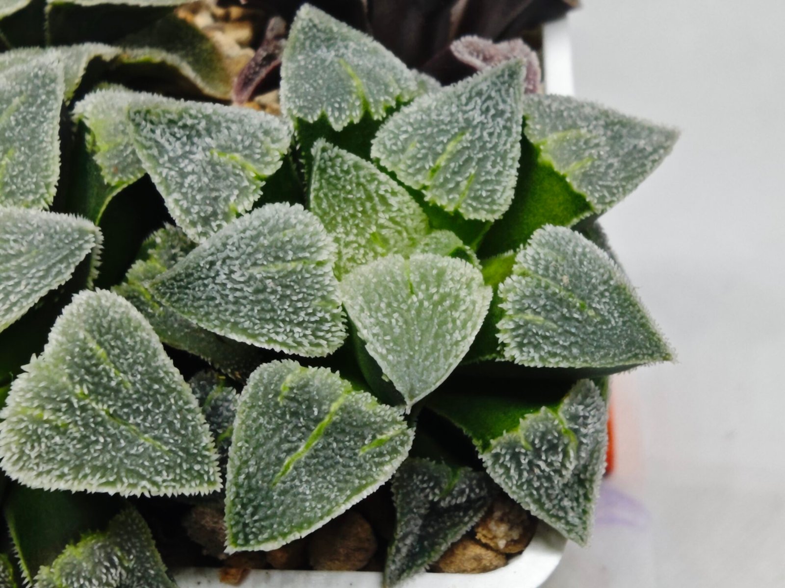 Haworthia Seedling S094 - 7