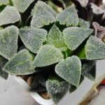 Haworthia Seedling S094 - 8