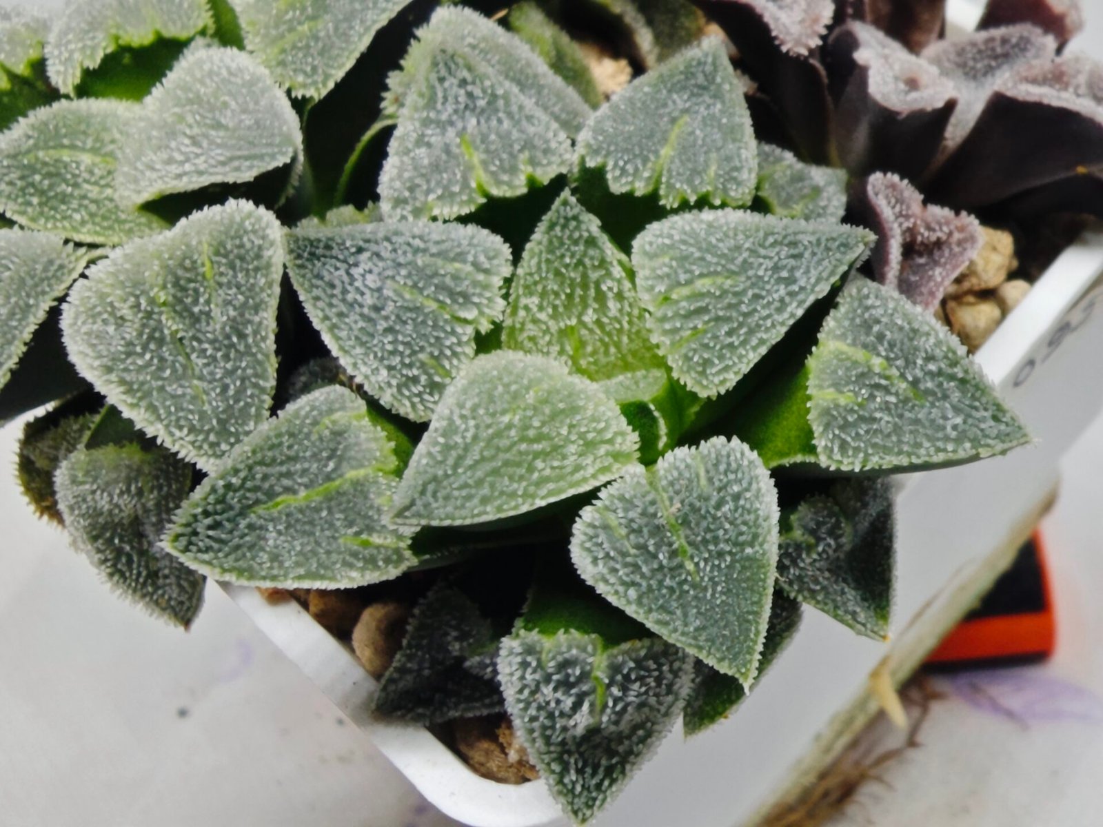 Haworthia Seedling S094 - 8