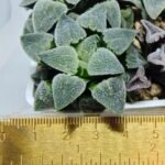 Haworthia Seedling S094 - 9