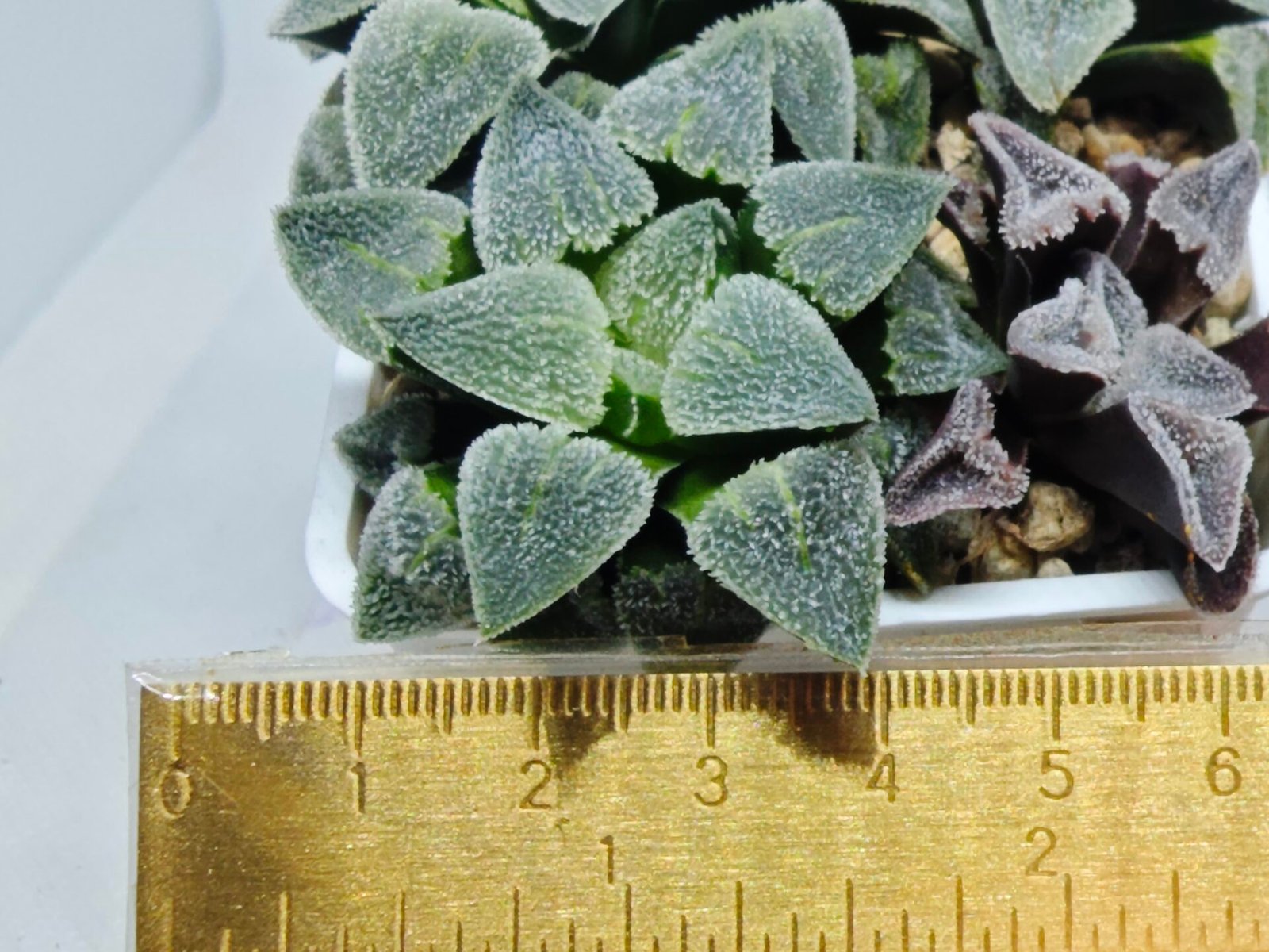 Haworthia Seedling S094 - 9