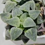 Haworthia Seedling S094 - 10