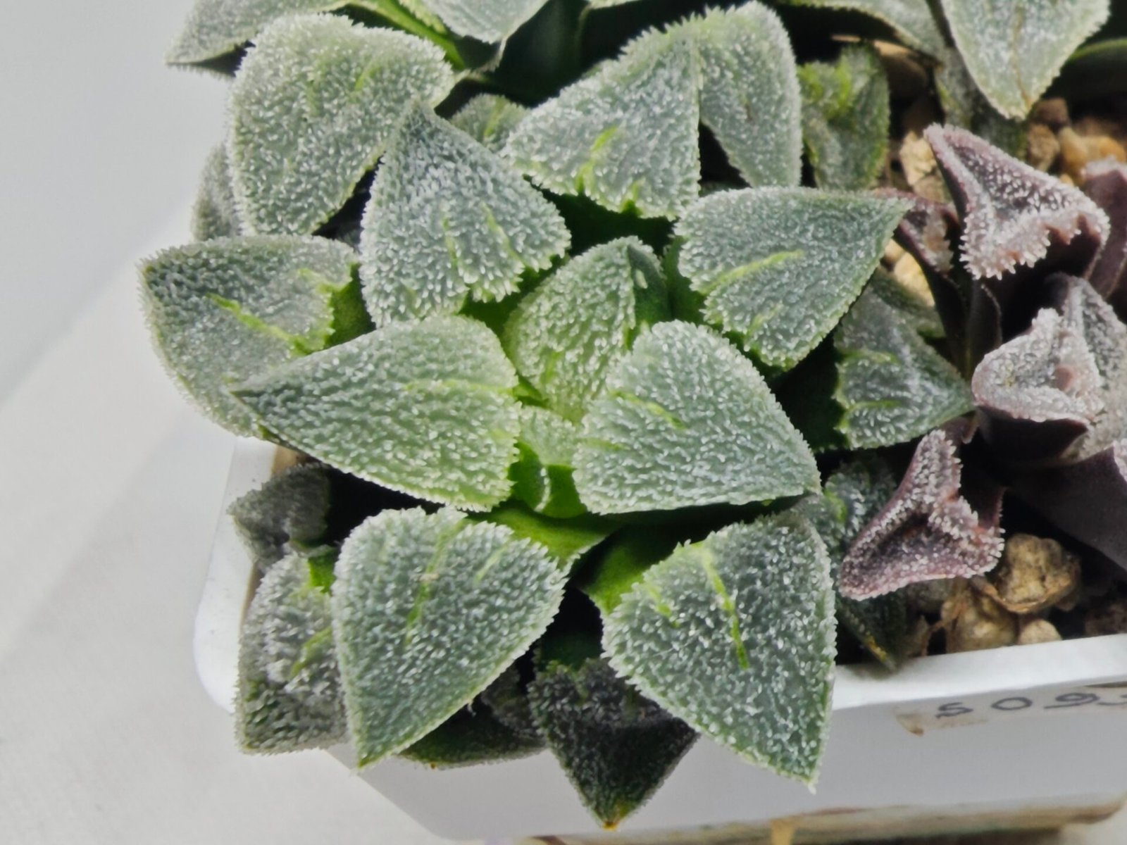 Haworthia Seedling S094 - 10