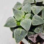 Haworthia Seedling S094 - 1