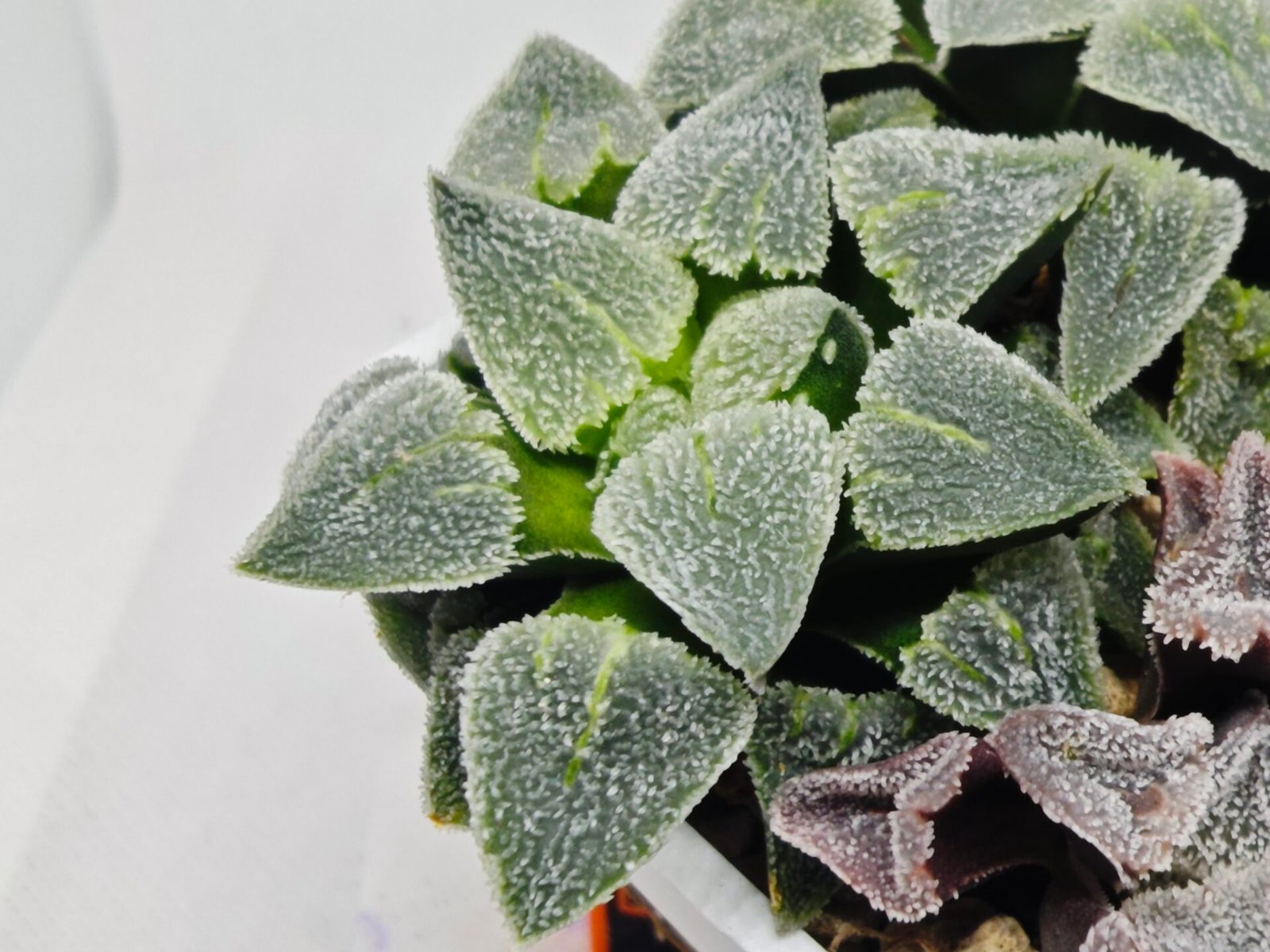 Haworthia Seedling S094 - 1
