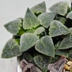 Haworthia Seedling S094 - 2