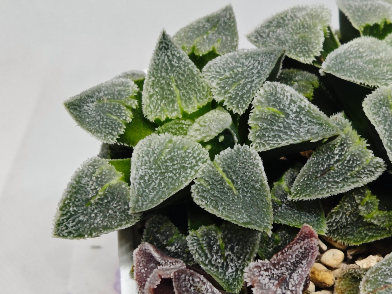 Haworthia Seedling S094 - 2