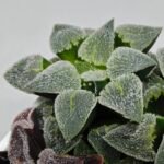 Haworthia Seedling S094 - 3