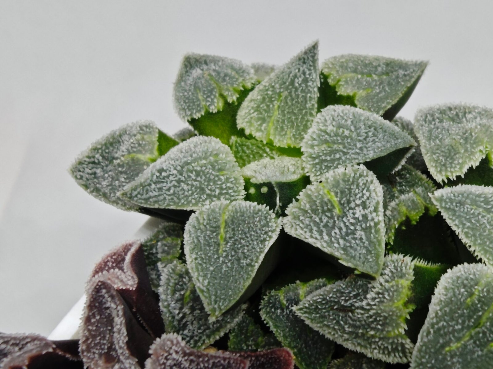 Haworthia Seedling S094 - 3