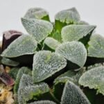 Haworthia Seedling S094 - 4
