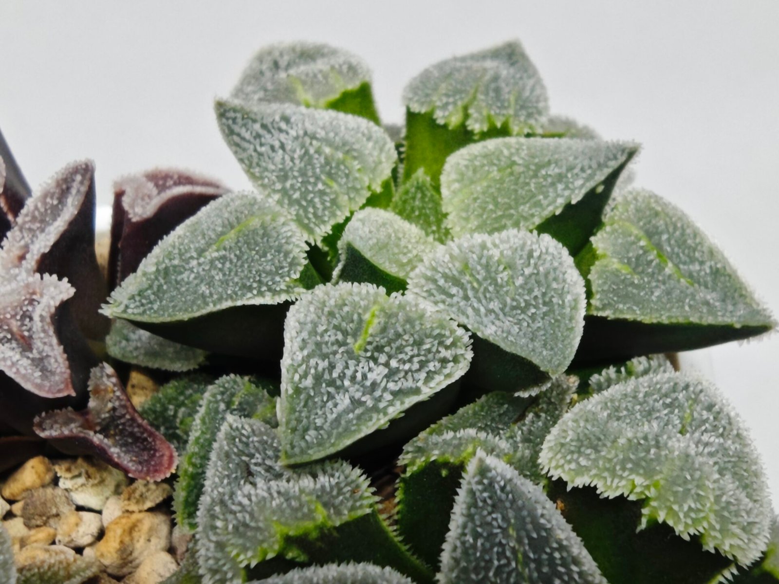Haworthia Seedling S094 - 4