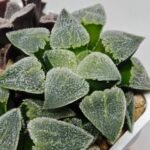 Haworthia Seedling S094 - 5