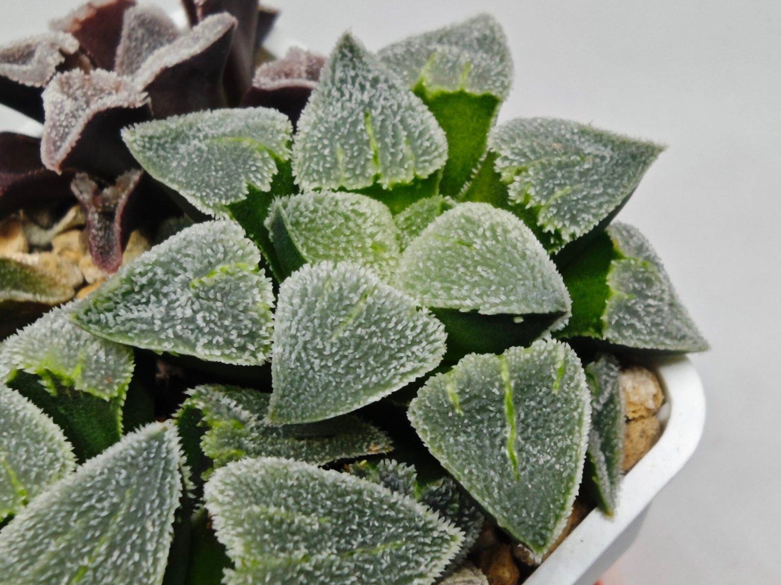 Haworthia Seedling S094 - 5