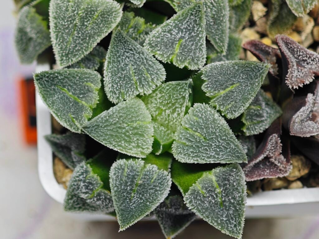 Haworthia Seedling S094 - 6