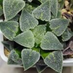 Haworthia Seedling S094 - 6