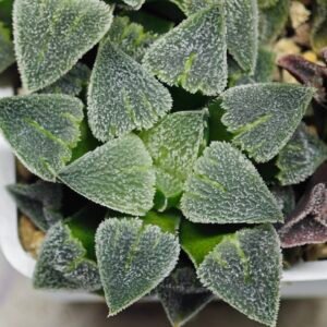 Haworthia Seedling S094 - 6