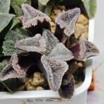 Haworthia Seedling S095 - 1