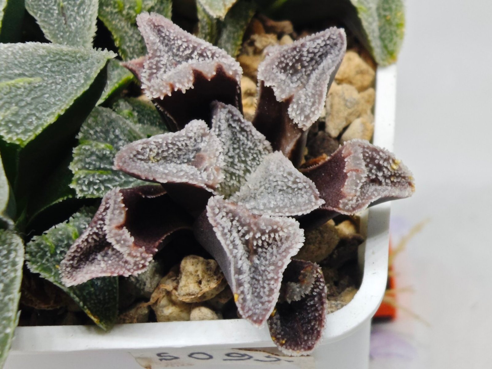 Haworthia Seedling S095 - 1