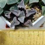Haworthia Seedling S095 - 2