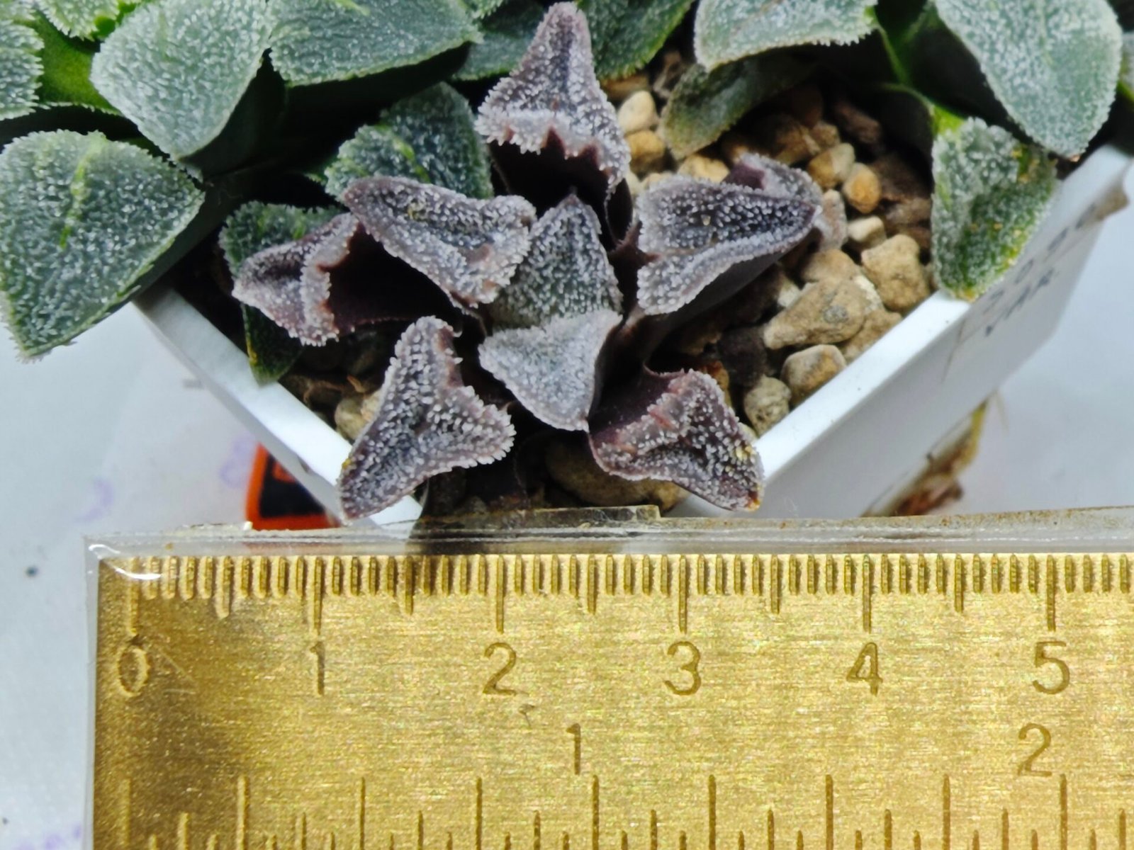 Haworthia Seedling S095 - 2