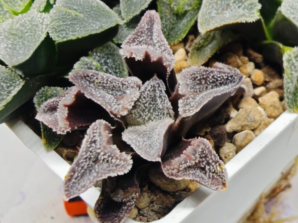 Home 5 Haworthia Seedling S095 - 3