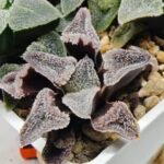 Haworthia Seedling S095 - 3